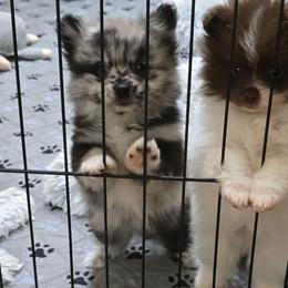 Tippy - Blue merle male Pomeranian puppy in Meherrin, Virginia from Traveling Poms