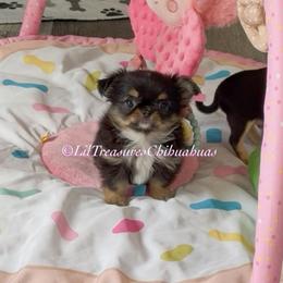 Ice Bear - Black and tan male Chihuahua puppy in Anderson, South Carolina from Lil Treasures Chihuahuas