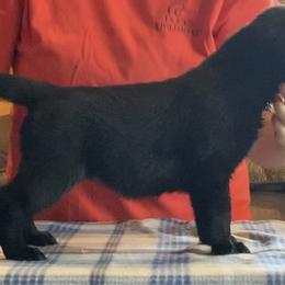 Labrador Retriever Puppies from R Little Retrievers