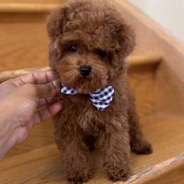 Mickie - Red  male Poodle puppy in Sauk Village, Illinois from Midwest Timberland Pups