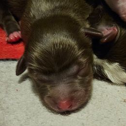 Blitzen - Red tri female Toy Australian Shepherd puppy in Crooksville, Ohio from West View Toy Aussies