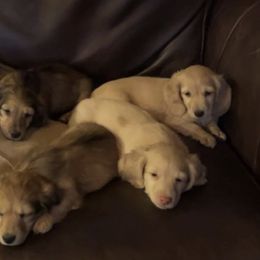 Dachshund Puppies from Loveland Doxies