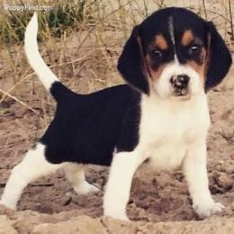 Beagle Puppies from Bachman’s Kennel