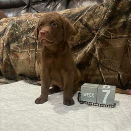 Black Dot - Brown male Chesapeake Bay Retriever puppy in Wisconsin Dells, Wisconsin from Kilbourn Chesapeakes