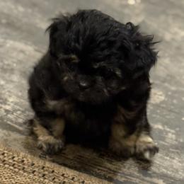 Sylvester - Black male Companion Cross puppy in Calhan, Colorado from Millennium Falcon Kennels