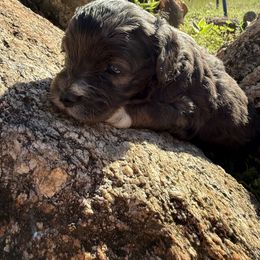 Aussiedoodle and Cockapoo Puppies from Sassy Bob’s Designer Dogs
