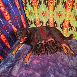 Boy 3 - Black and mahogany male Rottweiler puppy in Worley, Idaho from Templinhaus Rottweilers & DreamHaus French Bulldogs
