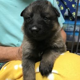 Boy 3 - German Shepherd puppy in Ostrander, Ohio from HVC Kennels-Home of Von Monray Elite German Shepherds