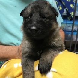 Boy 3 - German Shepherd puppy in Ostrander, Ohio from HVC Kennels-Home of Von Monray Elite German Shepherds