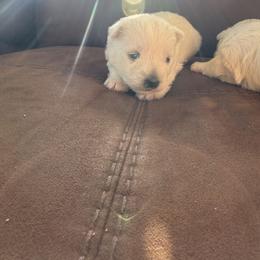 Girl 2 - female West Highland White Terrier puppy in Dallas, Oregon from Broken Road Westies