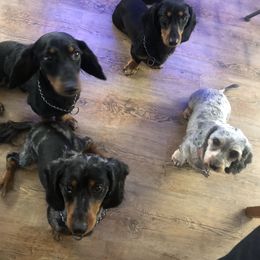 "Delightful dachshunds" Dachshund Puppies from North Florida Delightful Dachshunds