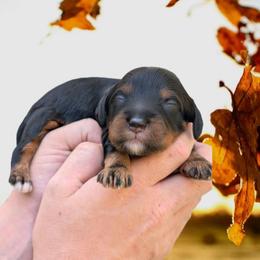 Harvest - Black and tan male Cavapoo puppy in Coshocton, Ohio from Forever Family Puppies