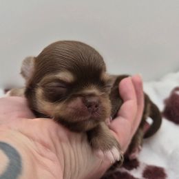 Flik - Chocolate and tan male Chihuahua puppy in Silver Summit, Utah from Snow Peak Kennel