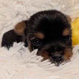 Phil - Black and gold male Yorkshire Terrier puppy in Gatesville, Texas from KontryKritterz Yorkies
