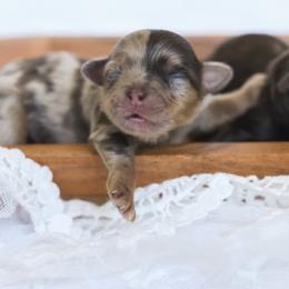 Shihpoo Puppies from The Teddybear Shihpoo