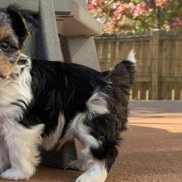 Yorkshire Terriers from Posh Puppies, LLC