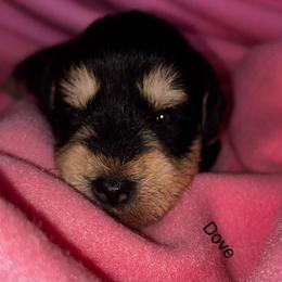 Dove-Girl 2 - Black and silver female Miniature Schnauzer puppy in Granville, Ohio from Shull Mini Schnauzers