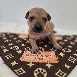 Mookie - Fawn female Vietnamese Phu Quoc Ridgeback puppy in Palmdale, California from Vietnamese Phu Quoc Ridgeback Dogs of Southern California