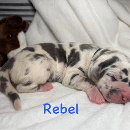Rebel - Harlequin male Great Dane puppy in Weatherford, Texas from Oak Bend Danes