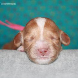 Lotus - Caramel female Australian Labradoodle puppy in Hackettstown, New Jersey from Sunny Heart Doodles