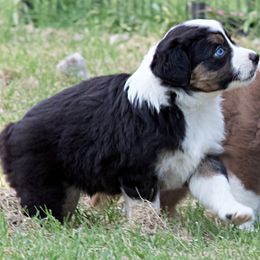 Miniature Australian Shepherd Puppies from Sand Dollar Aussies