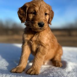 Chester - Red  male Goldendoodle puppy in Osage City, Kansas from Golden Ridge Goldens
