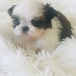 Shih Tzu Puppies from Willow Lane Shih Tzus