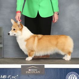 Oakley - Pembroke Welsh Corgi