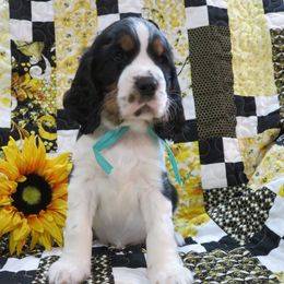 English Springer Spaniel Puppies from MN Whispering Pines Springers