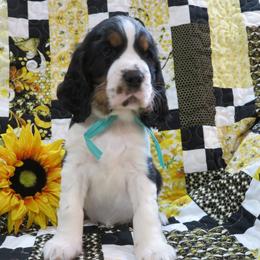 English Springer Spaniel Puppies from MN Whispering Pines Springers