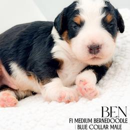 Ben - Tri-color male Bernedoodle puppy in Tipton, Indiana from Country Creek Doodles