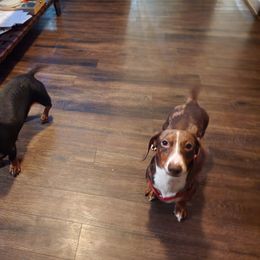 Honey - Dachshund
