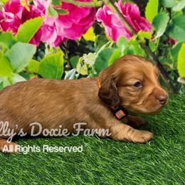 Red Male Longhair Orange Collar - Red male Dachshund puppy in Cleveland, Tennessee from Kelly's Doxie Farm