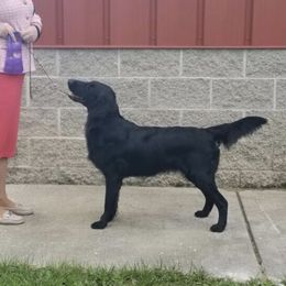 Rosa - Flat-Coated Retriever