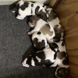 Miniature Schnauzer Puppies from Circle R Ranch