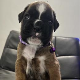 Rayne - Fawn female Boxer puppy in Cicero, New York from MK Boxer Haven of CNY