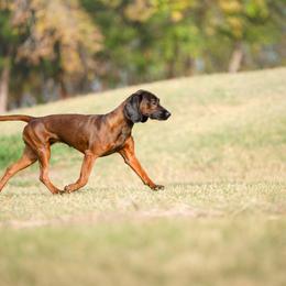Javelin - Bavarian Mountain Scent Hound