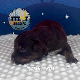 Garen - Red tri-color male Australian Shepherd puppy in Tucson, Arizona from TTTNT Aussies