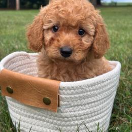Reef - F1b - Apricot male Cavapoo puppy in Lewisburg, Pennsylvania from Cinda's Cavapoos