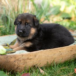 Skye (light pink collar) - Black and red female German Shepherd puppy in Ballston Spa, New York from Von Fahringer Shepherds