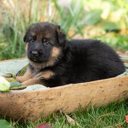Skye (light pink collar) - Black and red female German Shepherd puppy in Ballston Spa, New York from Von Fahringer Shepherds
