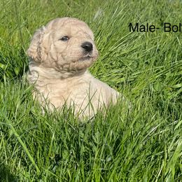 Goldendoodle Puppies from Doodle Paradise