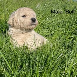 Goldendoodle Puppies from Doodle Paradise