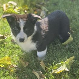 Dale - Black and white male Cardigan Welsh Corgi puppy in San Diego ,Ca, California from SoCal Native Corgis