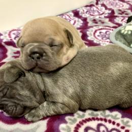 French Bulldog Puppies from Pardon My French Exquisite French Bulldogs