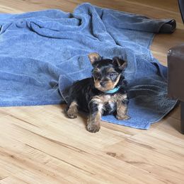 Yorkshire Terrier Puppies from The Yorkie House