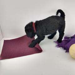 Poodle and Whoodle Puppies from Twin Pines