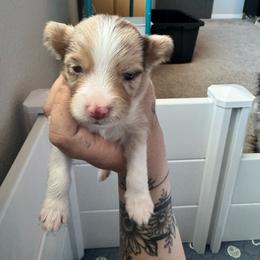Elvis - Red merle male Miniature Australian Shepherd puppy in Reno, Nevada from Battle Born Mini Aussies