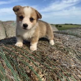 Bunny - White and red female Pembroke Welsh Corgi puppy in Godley, Texas from Bradley Kennels
