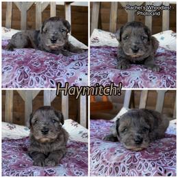 Haymitch - Merle male Whoodle puppy in Gladewater, Texas from Kalin’s K9s